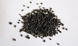 芝麻豆子,探寻古老智慧的新篇章